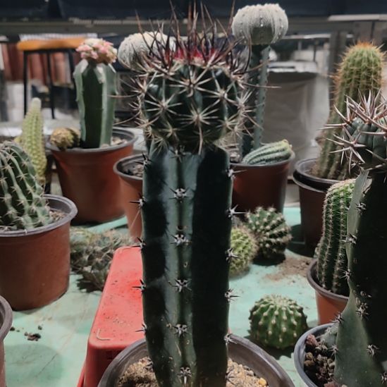 仙人球袖普嫁接林氏换虾