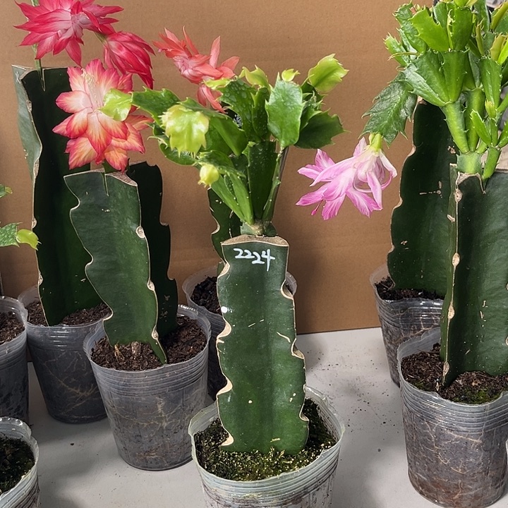 悦****当前无花栽培后可以开花2224