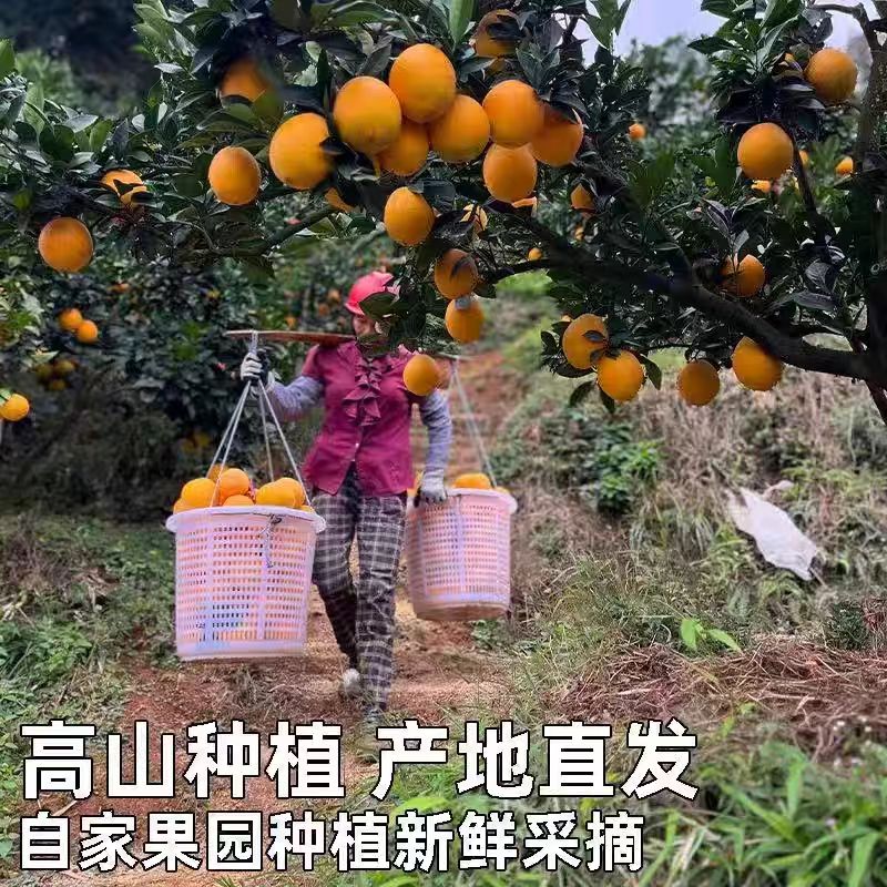 【果园直发】赣南脐橙皮薄肉厚多汁新鲜水果包鲜包甜包好吃