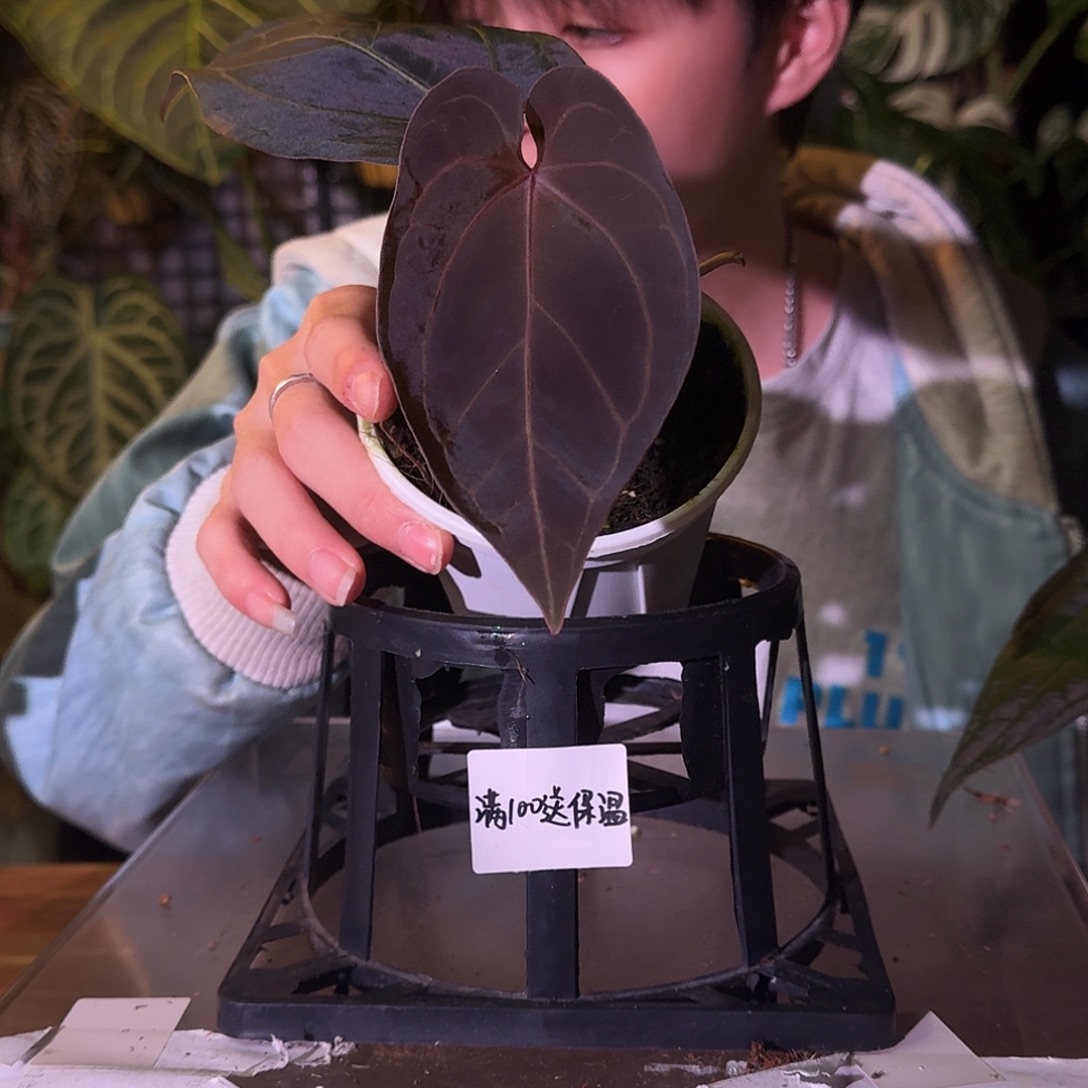 不开花植物E94紫水晶杂霍夫曼