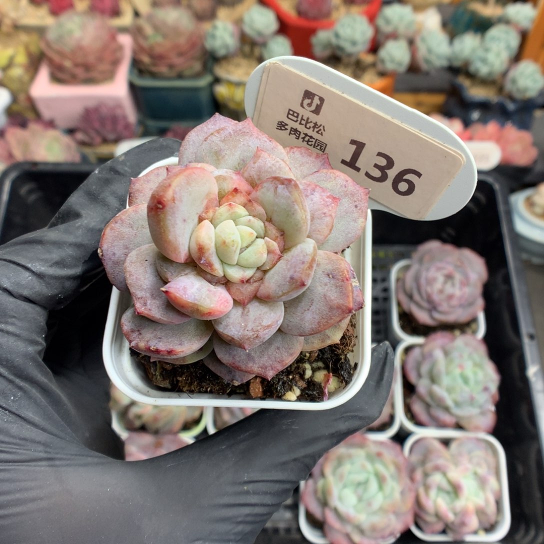 半**光136 糖心石化多肉