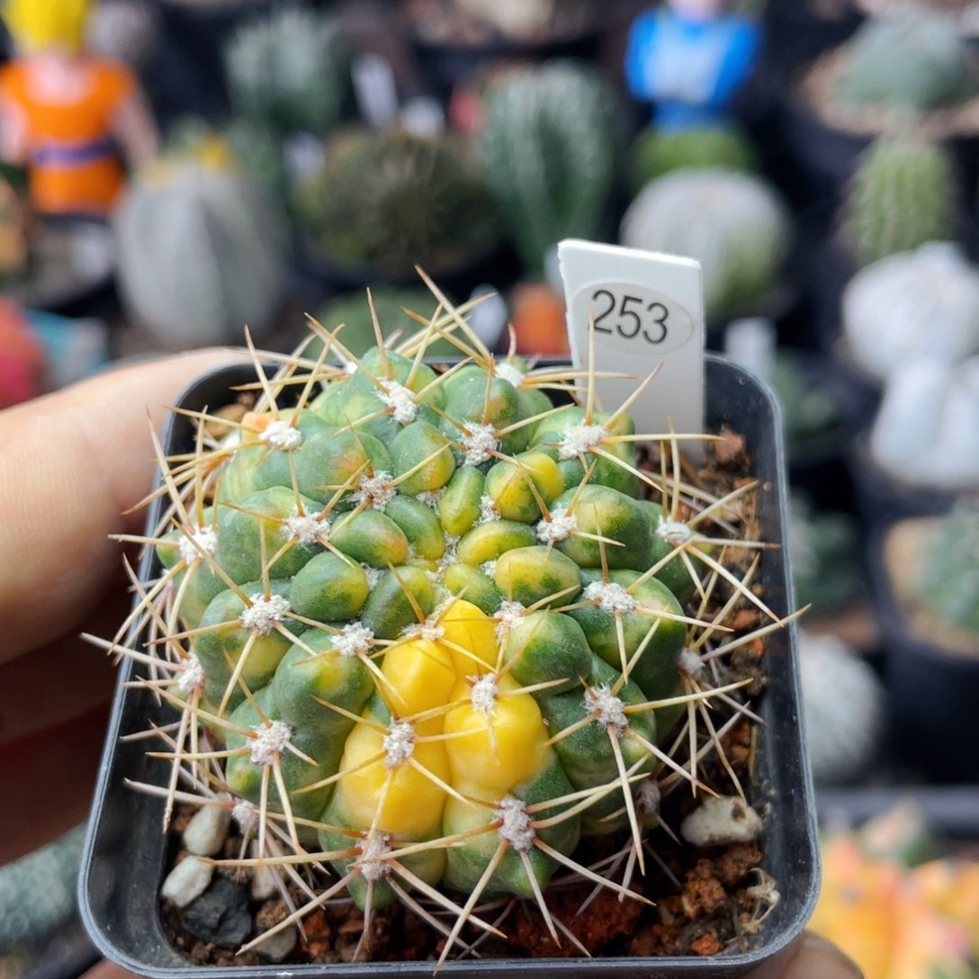 仙人球满28包邮盆5公分耕耘锦 4公分