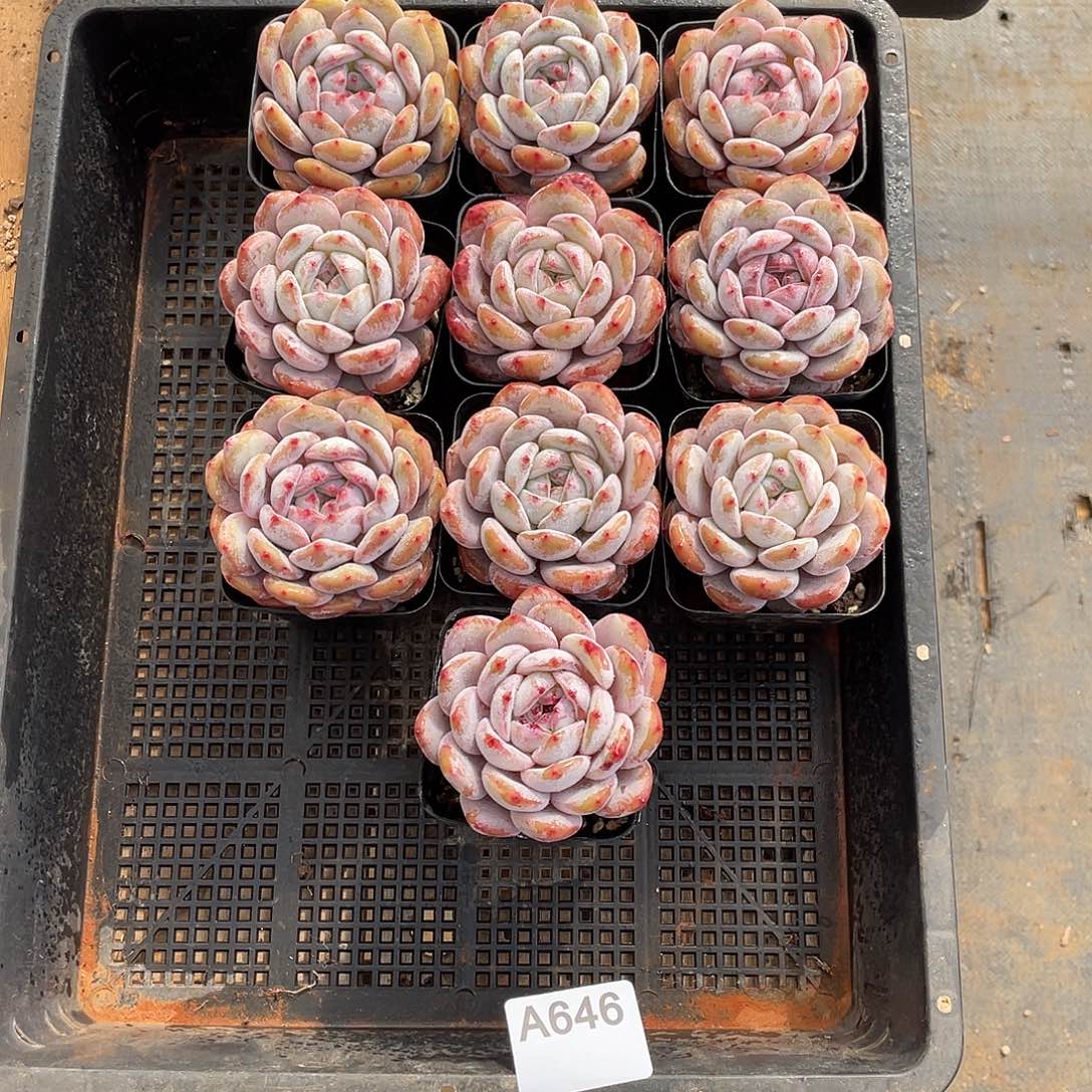 646多肉植物多肉植物