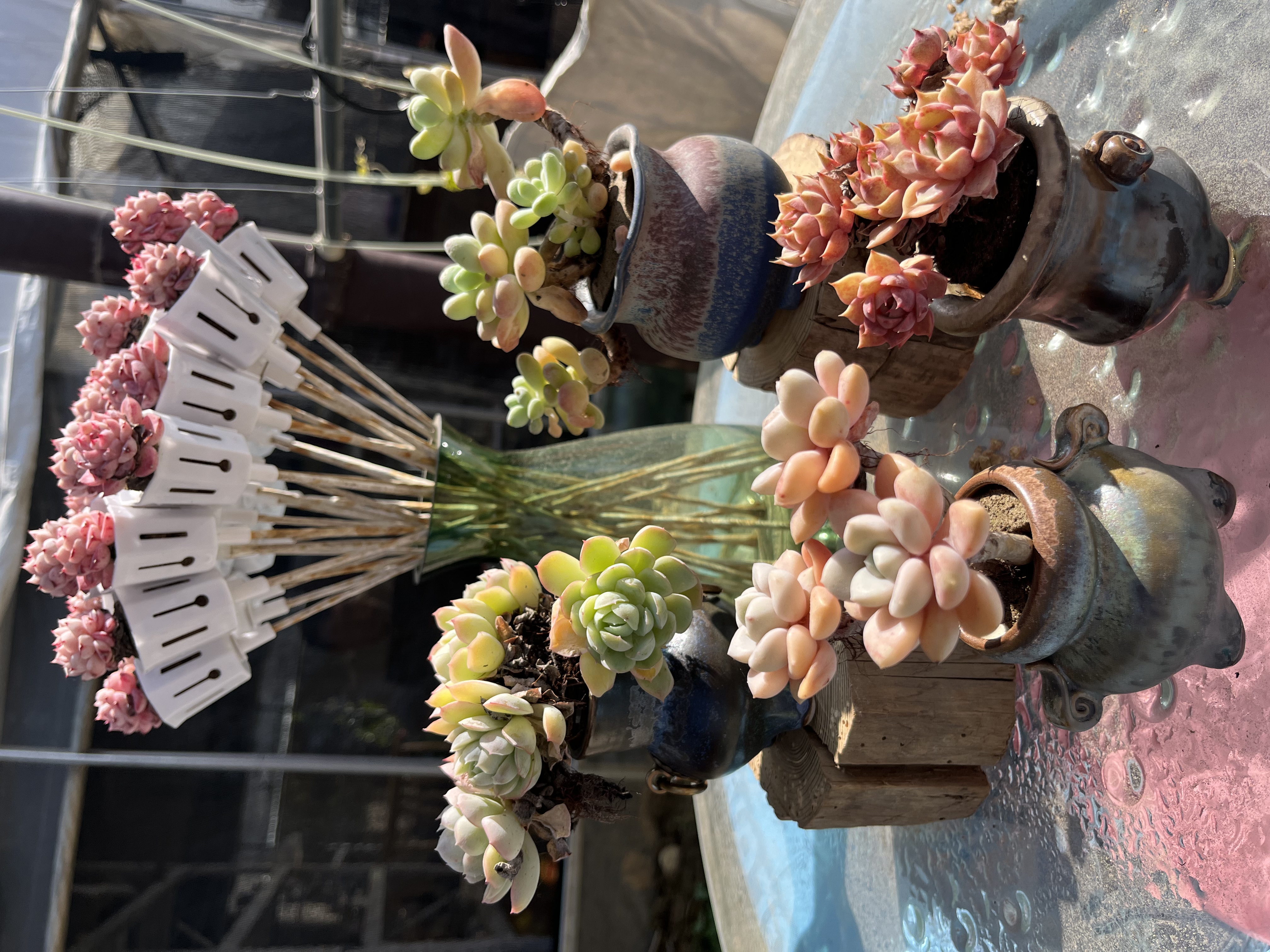 B50-150一物一拍无土栽培精控养迷你多肉植物不含盆