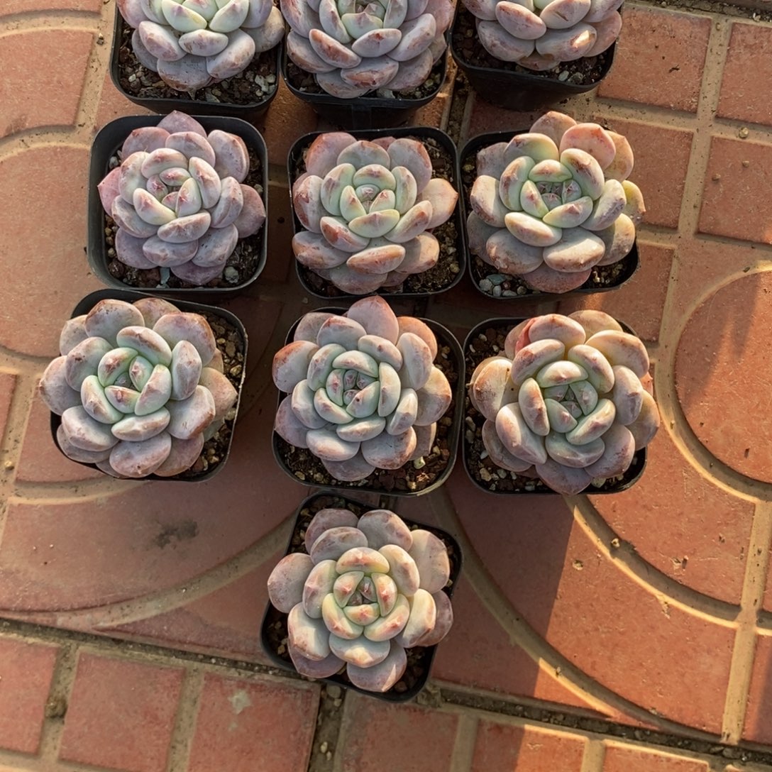 女***柴660石榴仔多肉10个……