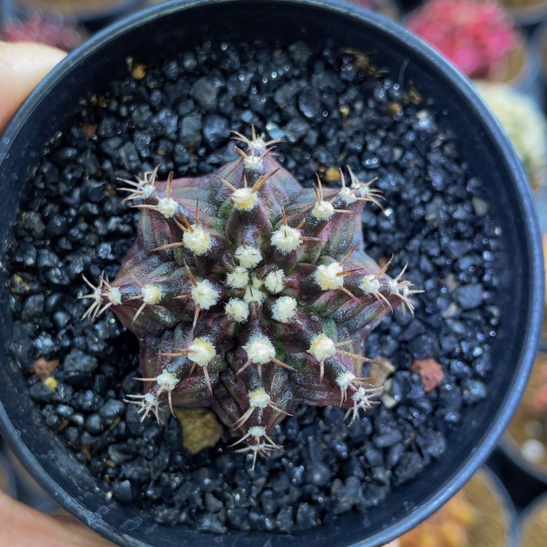 米哈星球黑海0000000088