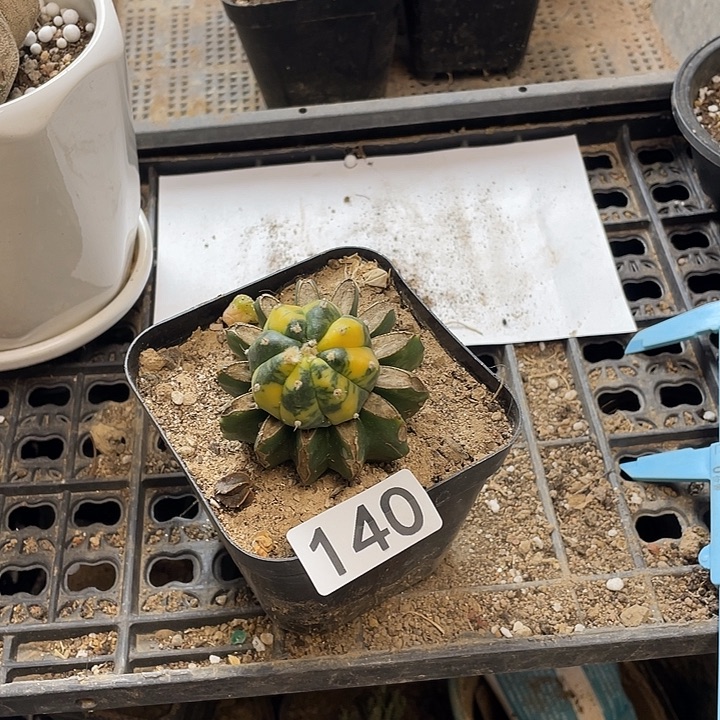 仙人球140号球兜锦