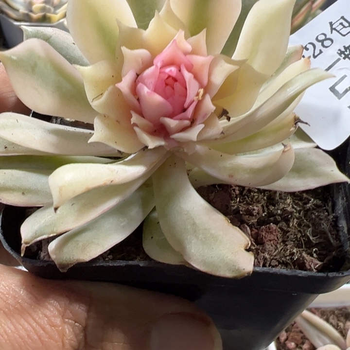 粉蝶锦多肉植物530