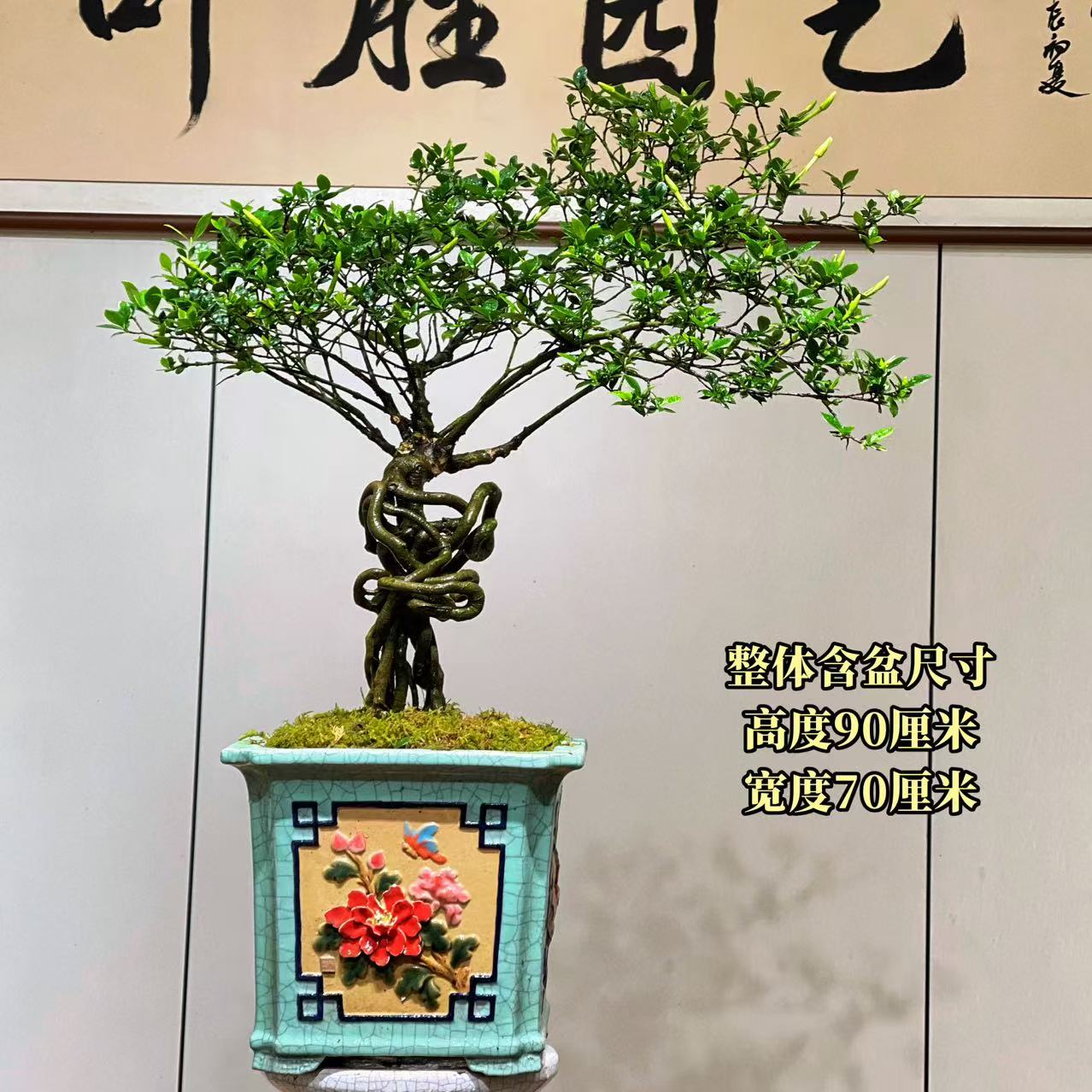 【叶胜园艺】精品四季榄叶栀子花盆景