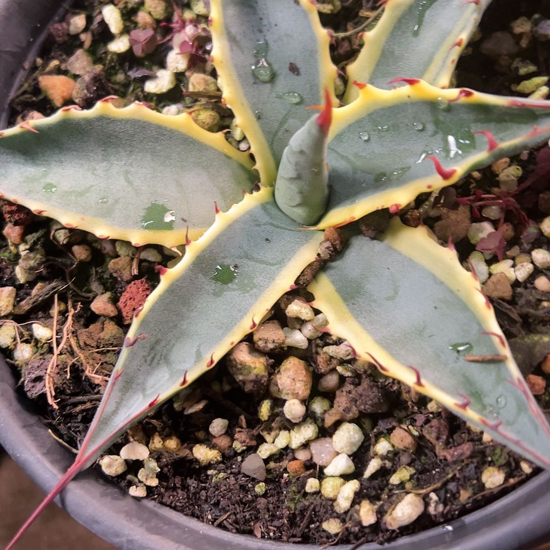 无花朵多肉植物史卡巴锦