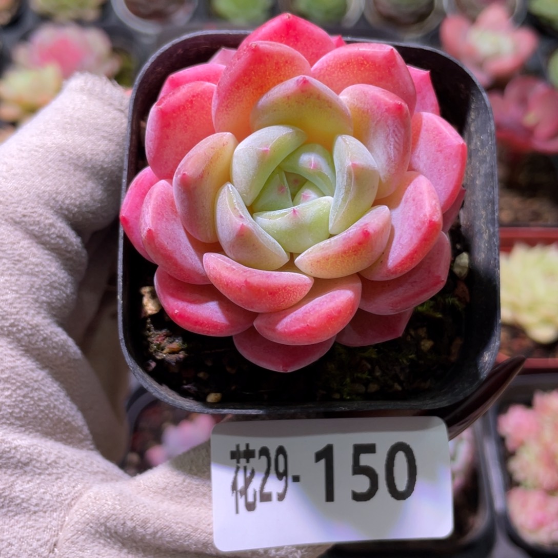 花利美29-150冰糖