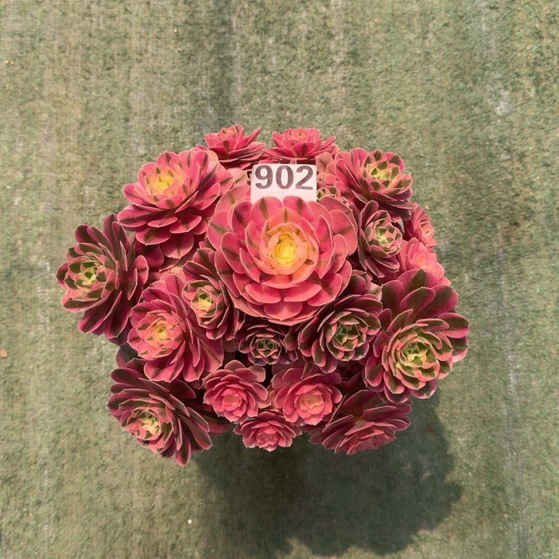 902！粉女巫法师多肉