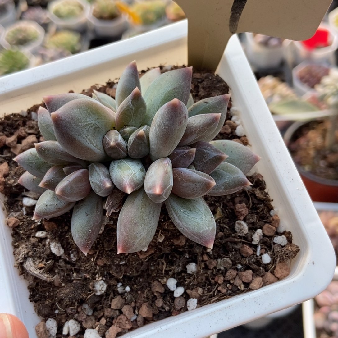 527重楼多肉植物多肉