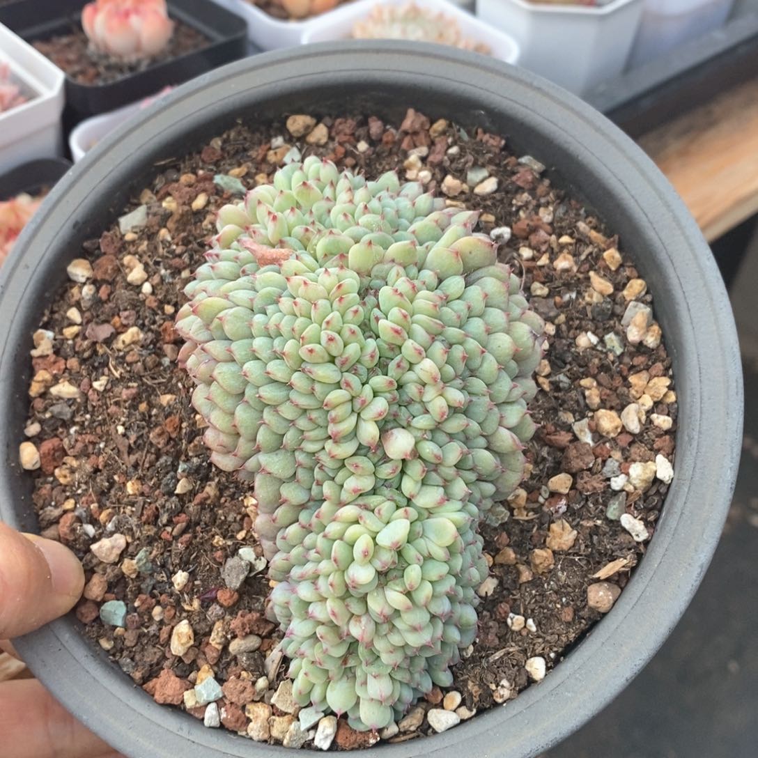 精品多肉一物一拍不包整161