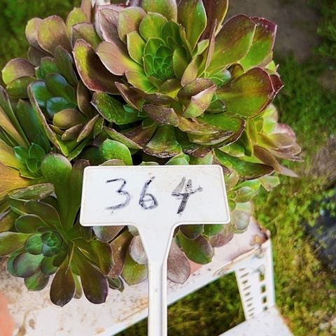 多肉植物玫瑰法师