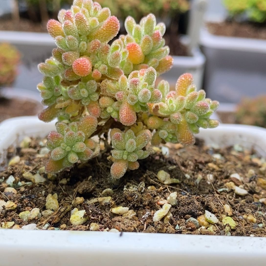 冰晶杂A871枝干番杏