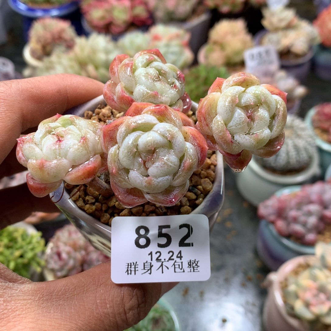 精控拇指盆12.24852