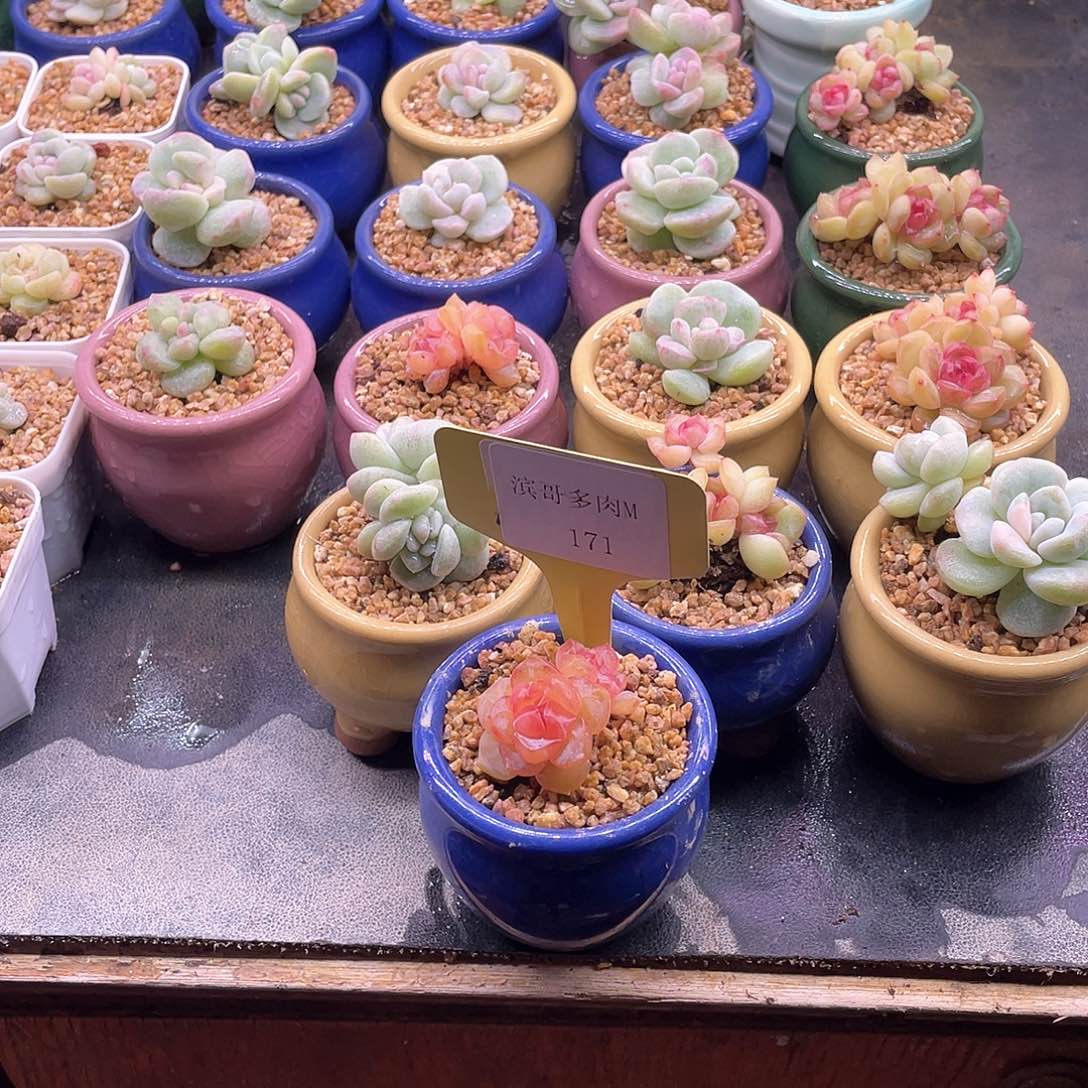 浅*滨哥多肉M171冰钻双头