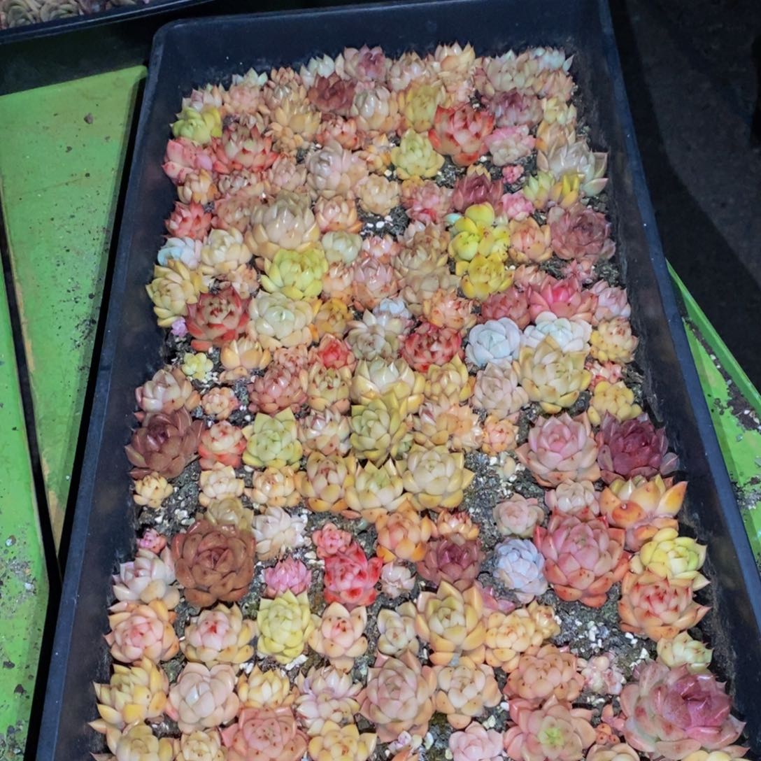 030多肉植物保护研究所所长助理