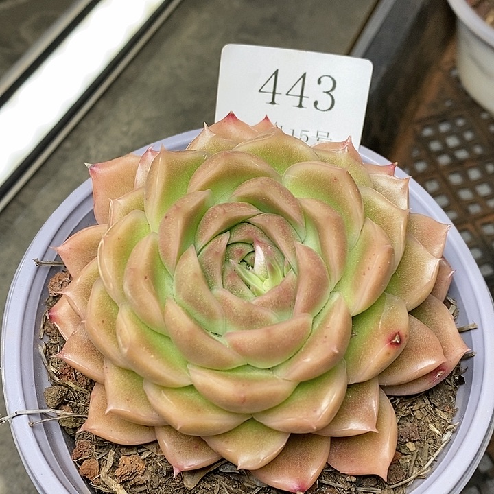 【闪购商品】云443