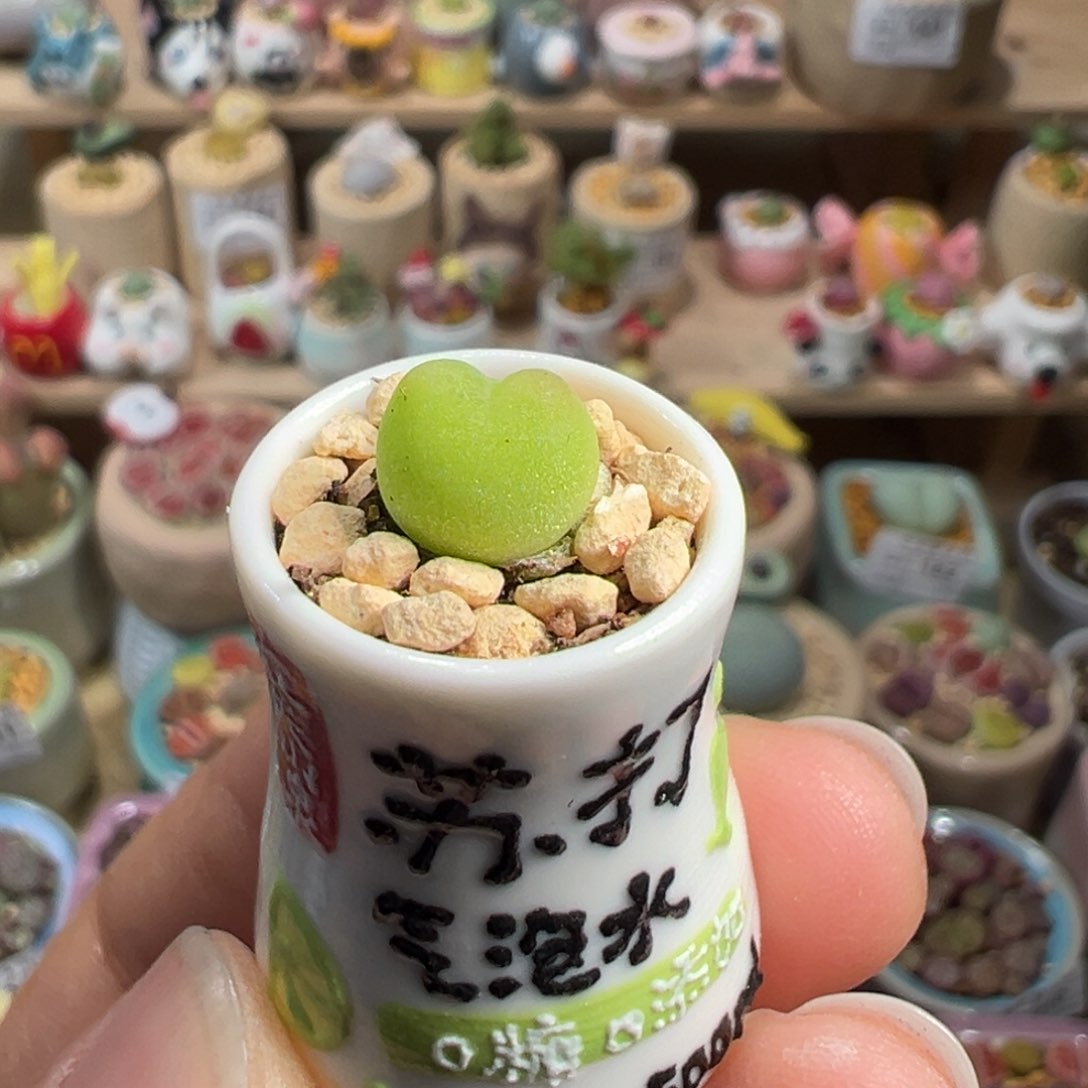 多肉植物190号拇指盆