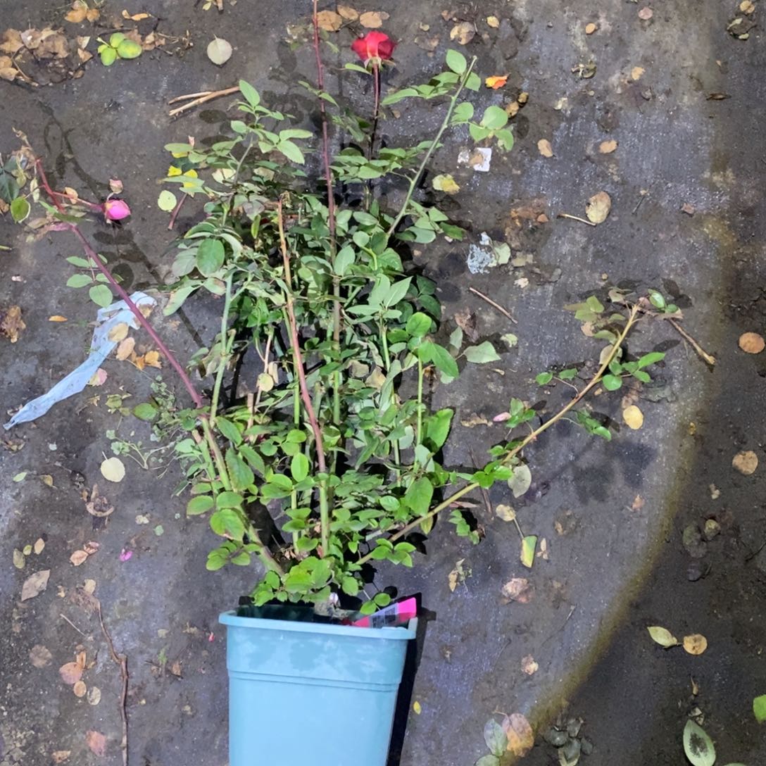 无花朵阿卡普尔科玫瑰土球发货