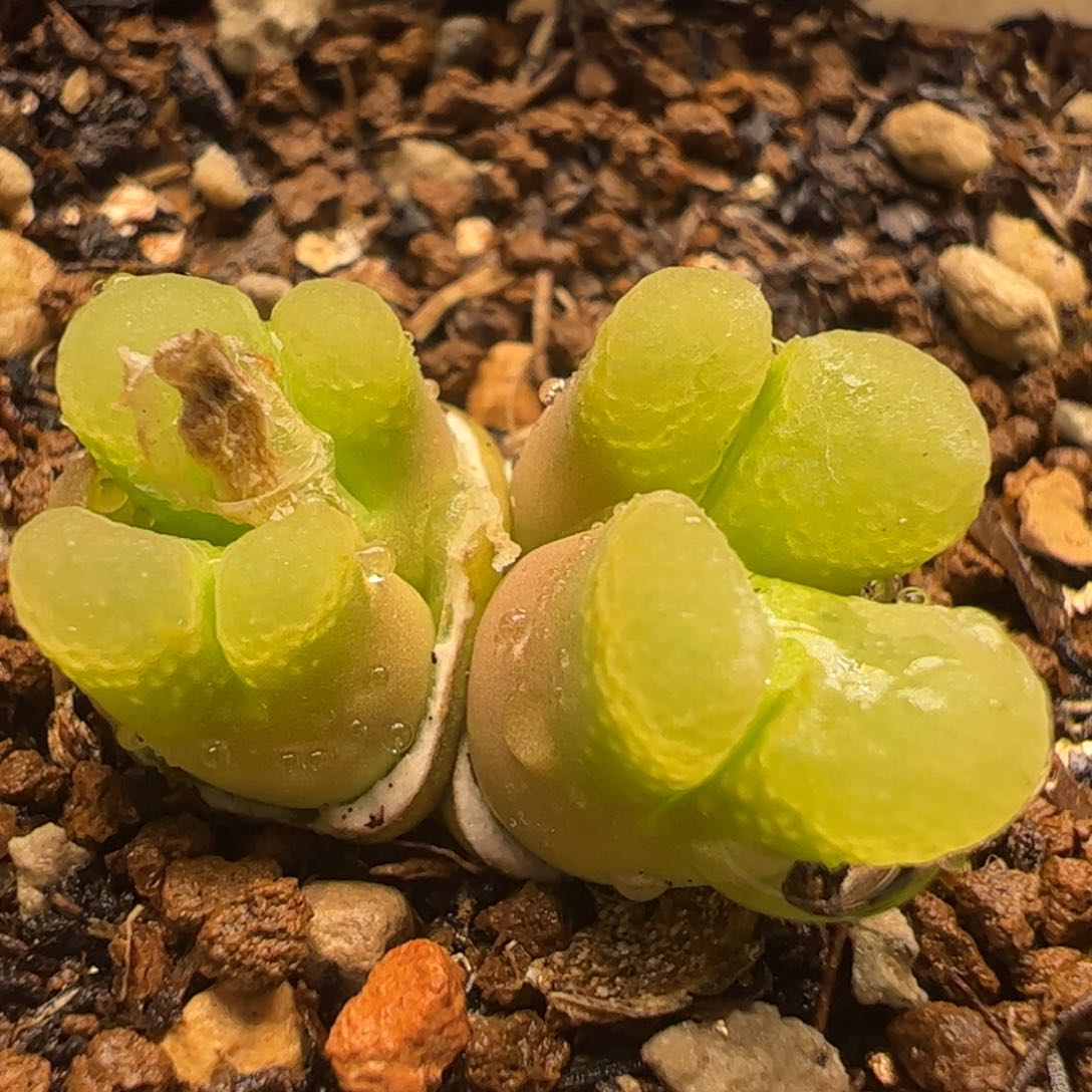 特价芭比风铃多肉植物