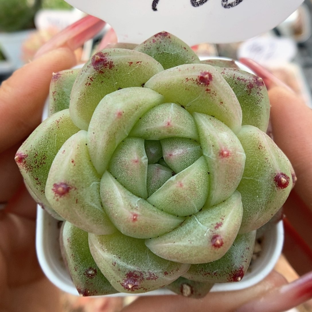 珍妮麦秆可拍4966号。  