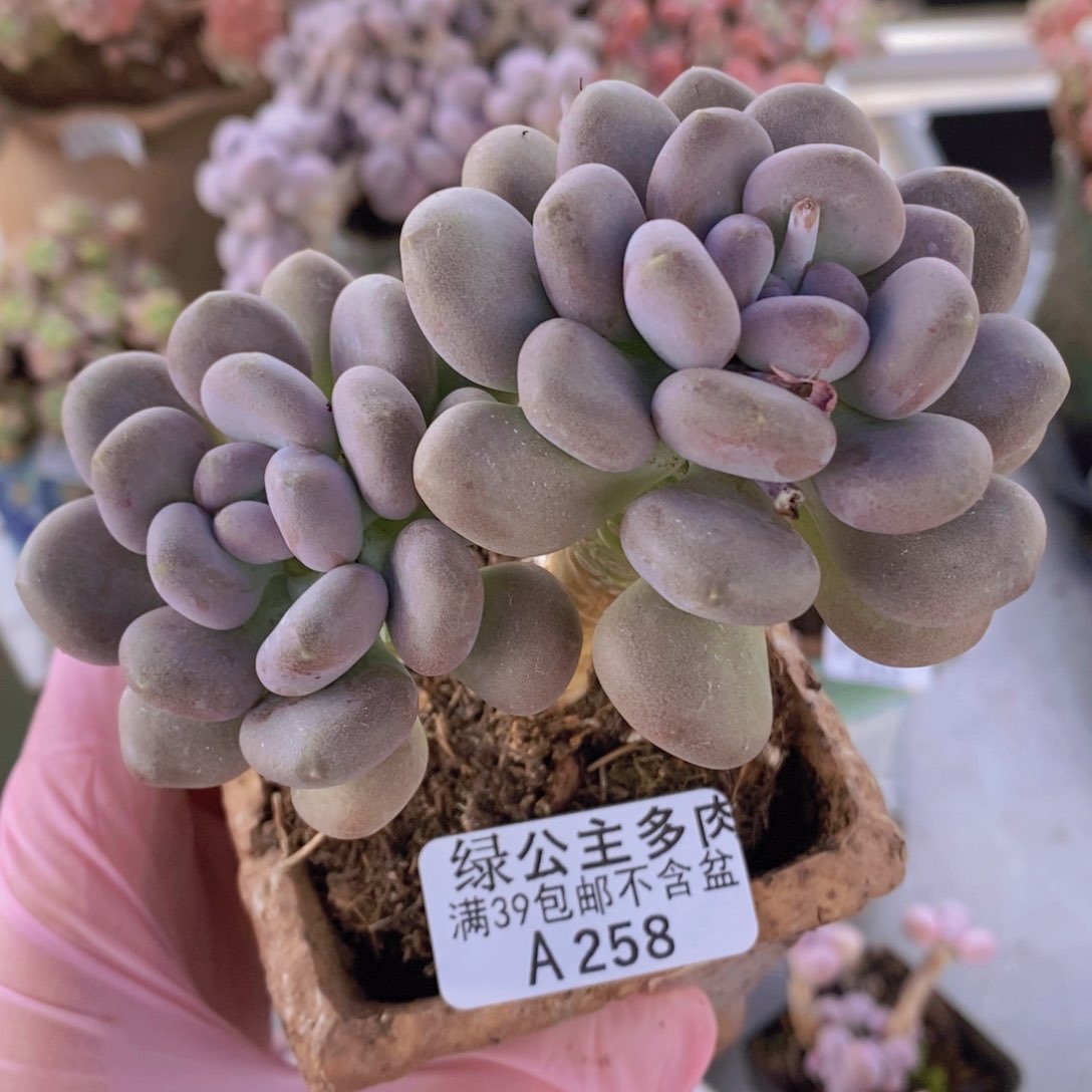 月美人老桩10cm258多肉植物