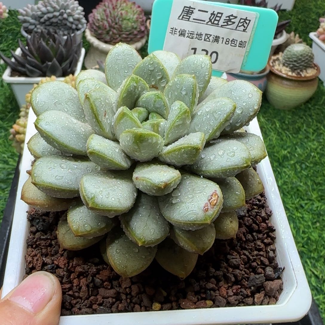 唐二姐多肉编号120