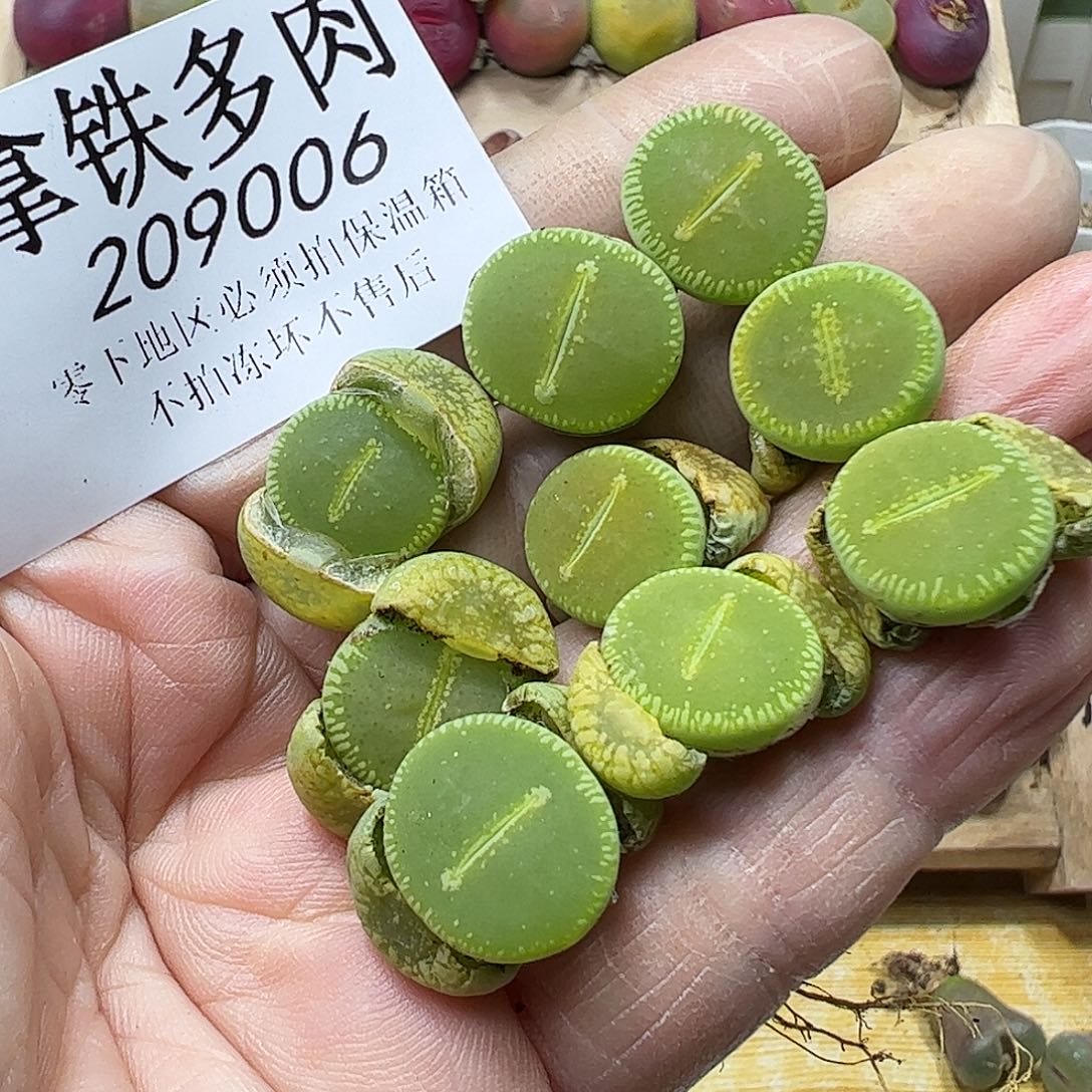 209006-拿铁多肉植物馆