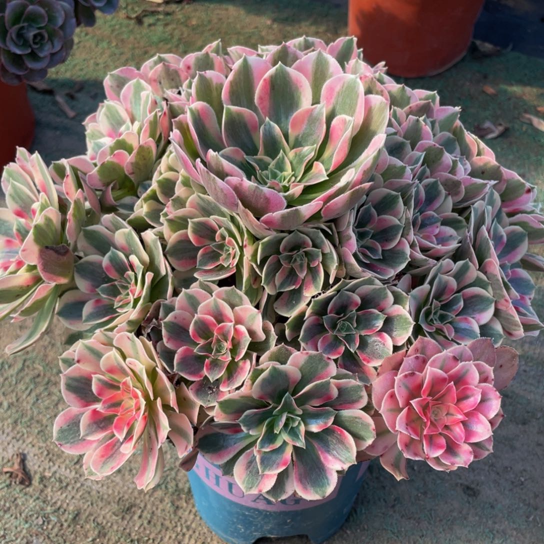 277初恋玫瑰精品法师老桩