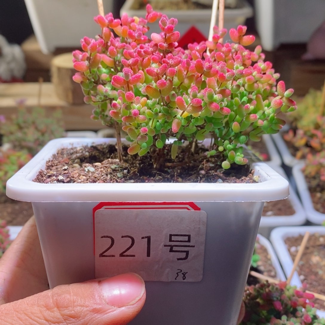 蜜橘带盆土发货一物一拍