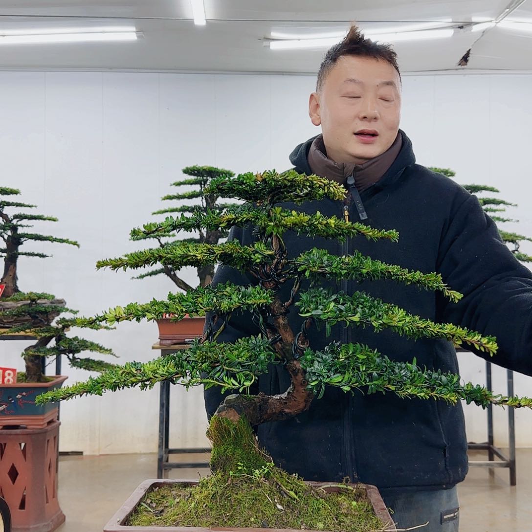 用****9盆景制作过程非常