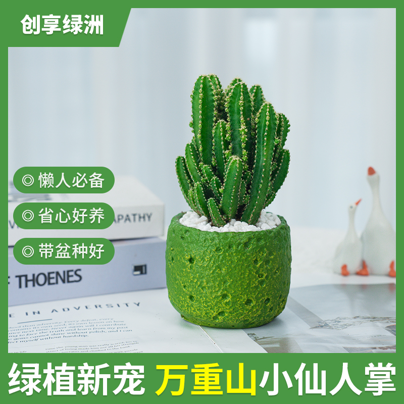 万重山盆栽懒人必备仙人掌多肉室内精致清新桌面可爱摆件种好发货