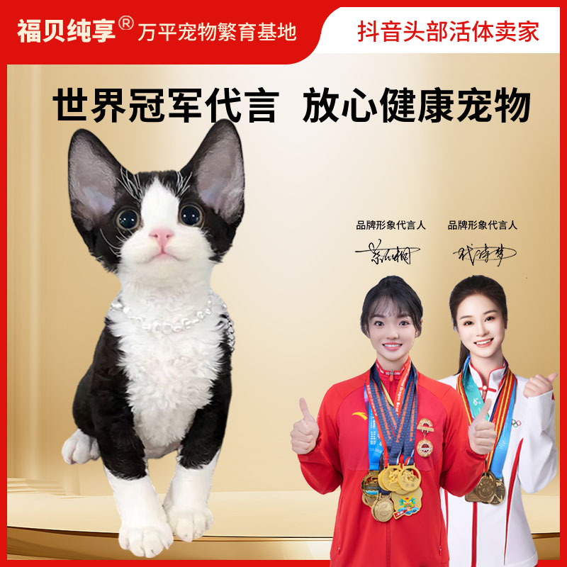 【关注灯牌】12级灯牌白嫖主播一只3000内的猫