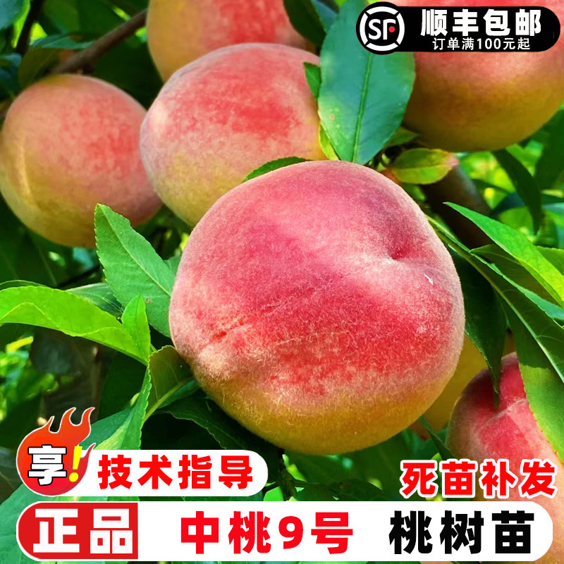 桃树果苗嫁接中桃9号桃树苗早熟脆甜早九号桃苗盆栽地栽种植果树