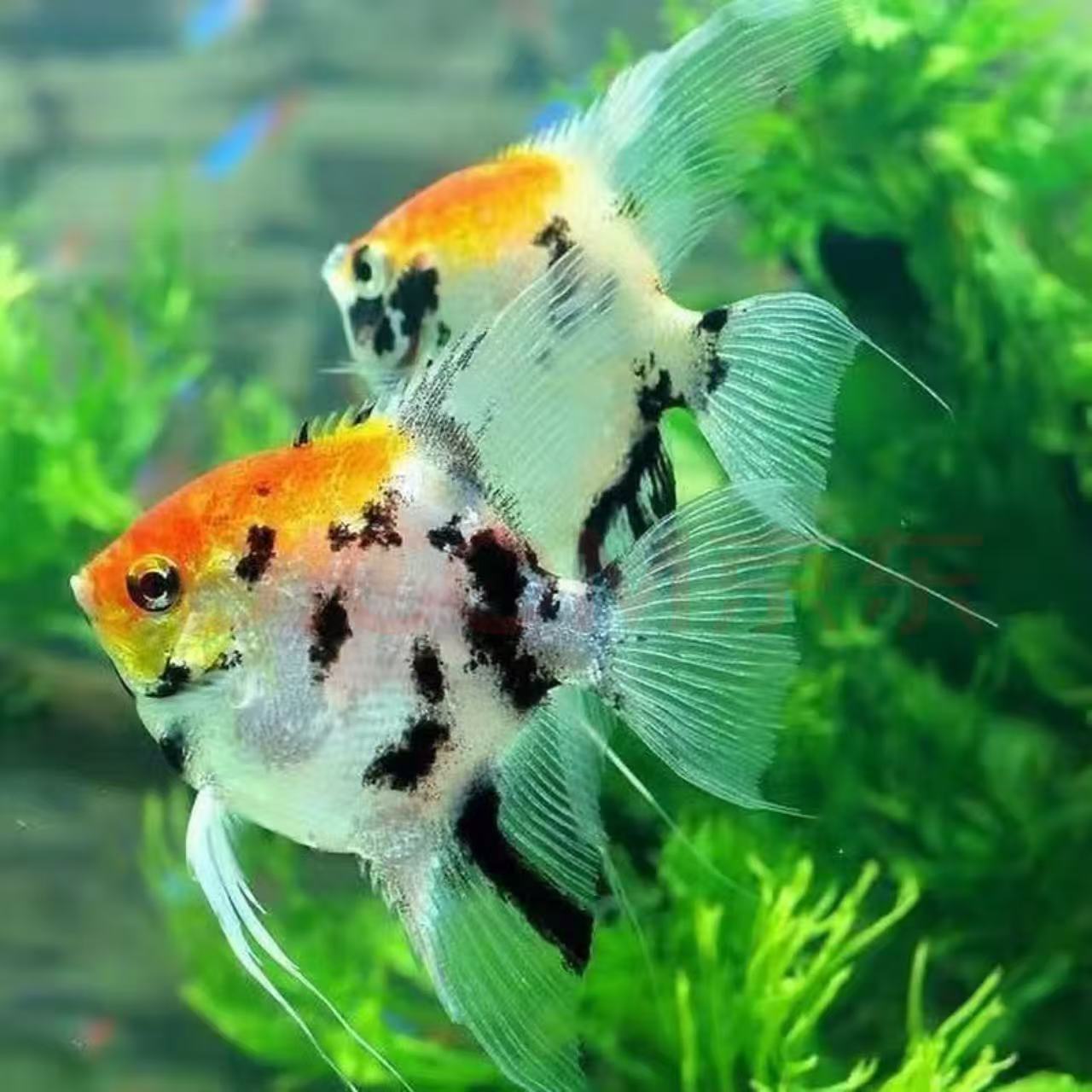 熊猫三色神仙燕鱼与神仙等小型热带观赏鱼苗