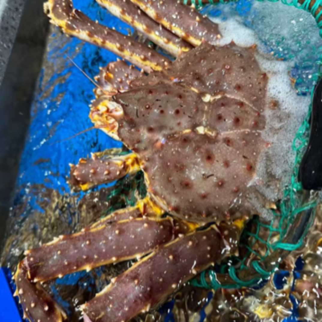 深海帝王蟹