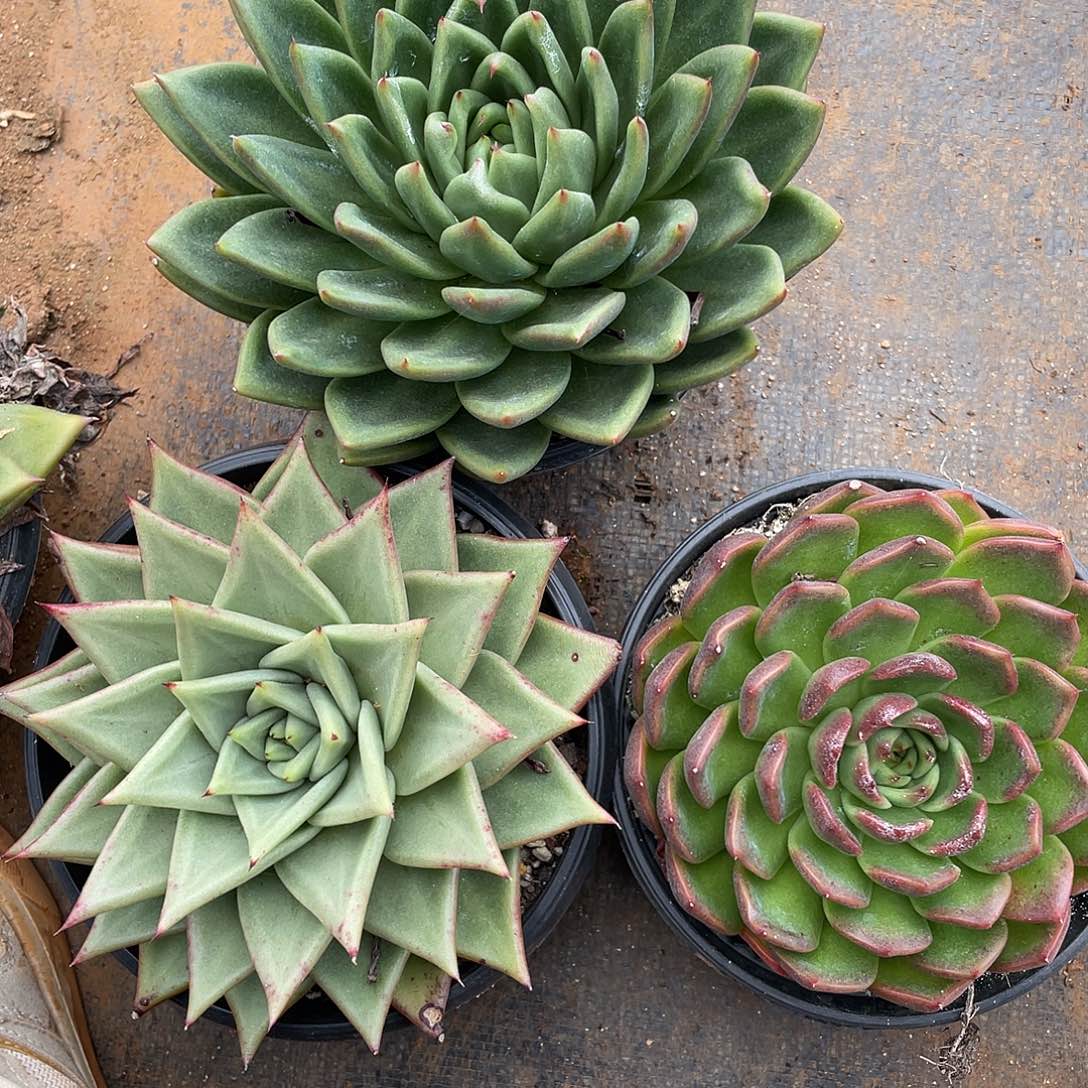 若如东云单拍E109