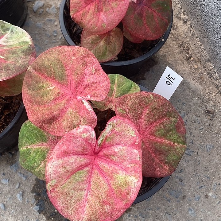 泰国彩叶 310-0127