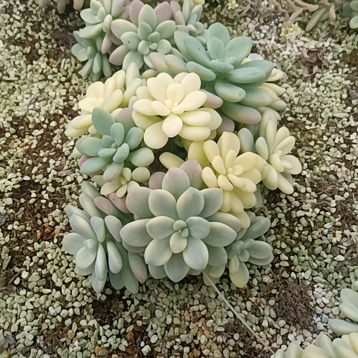 洛神白覆轮群捌下发（有砍）