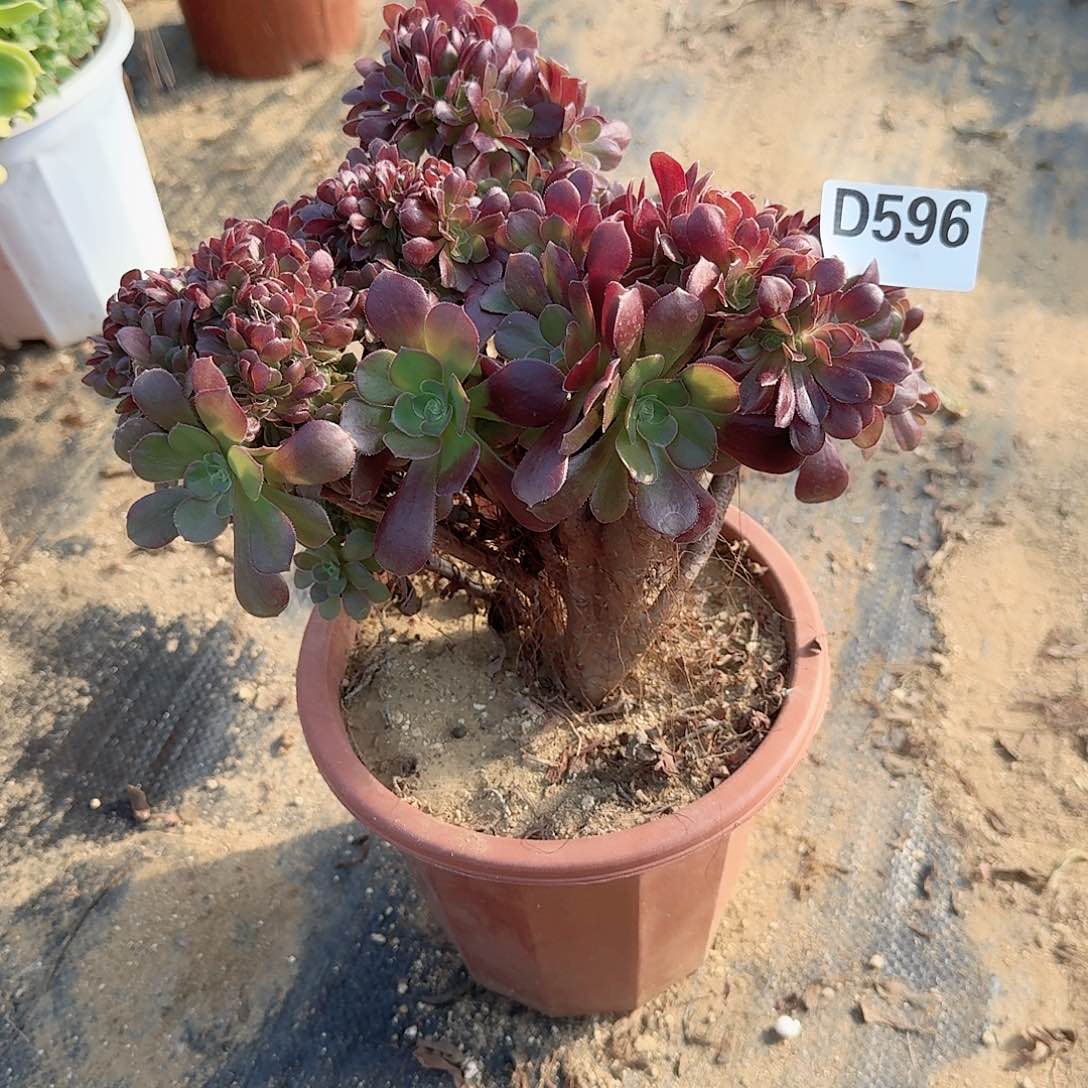 596玫瑰一颗满28包邮