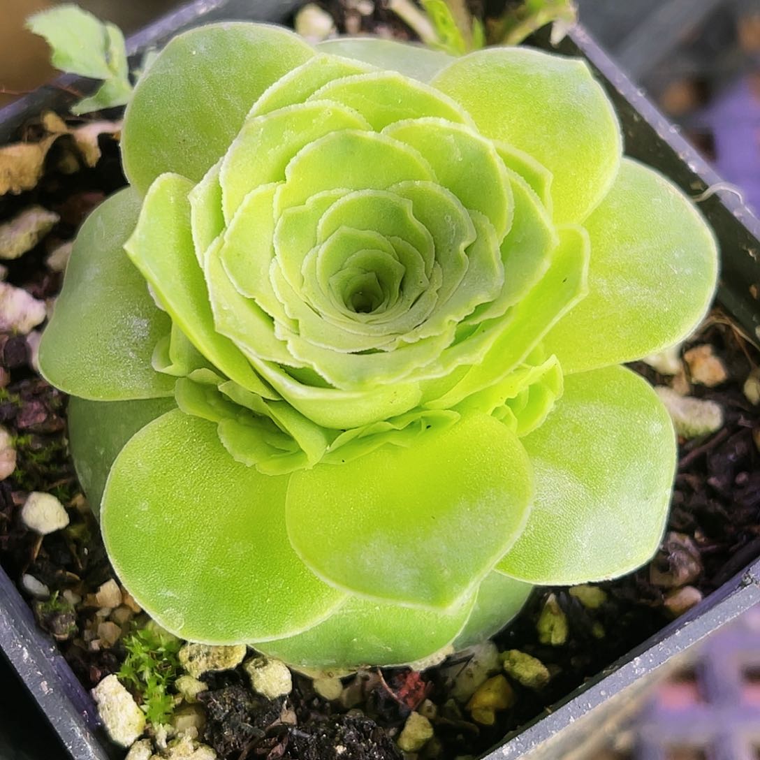 蕾丝仙墨 一圈测芽 非偏远包邮
