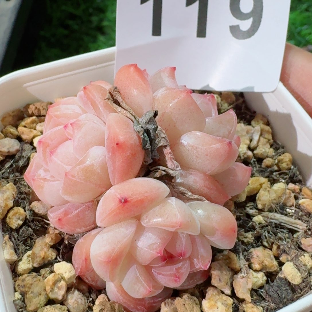 刚毅群生         精品多肉