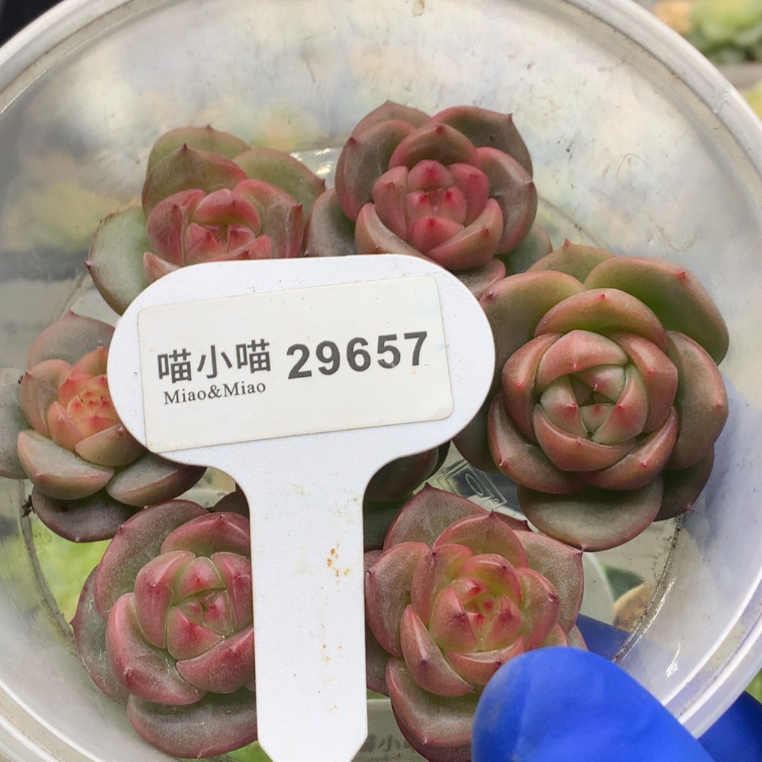 多肉植物杂交珍妮