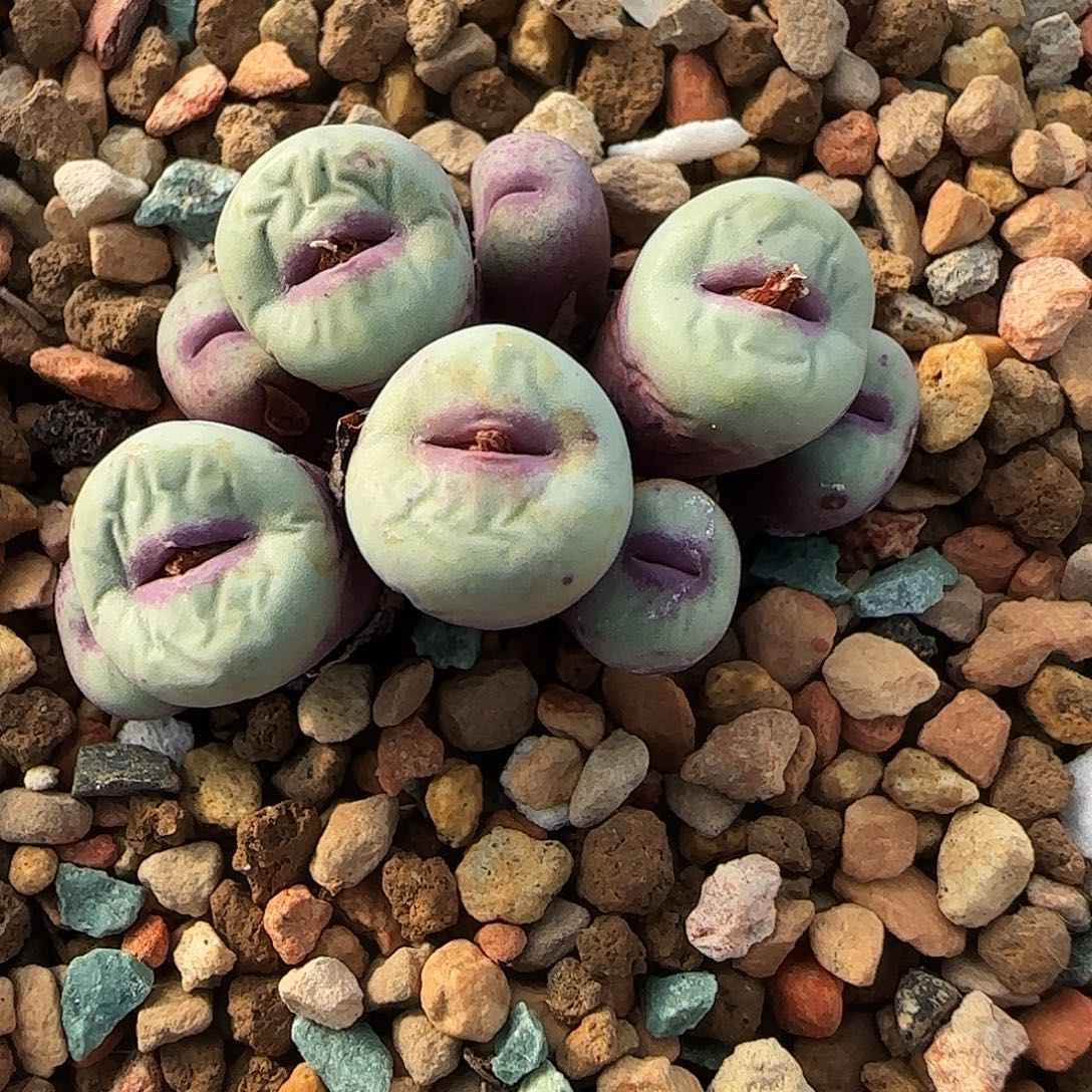 多肉植物1380B母本205号