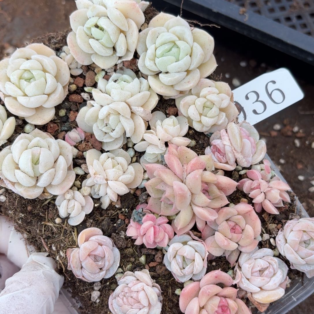 多肉植物多肉植物936