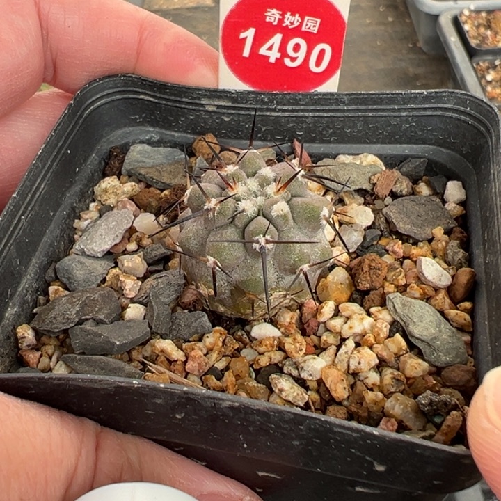 实生上蜡高山冢黑王丸2.2cm一棵仙人球