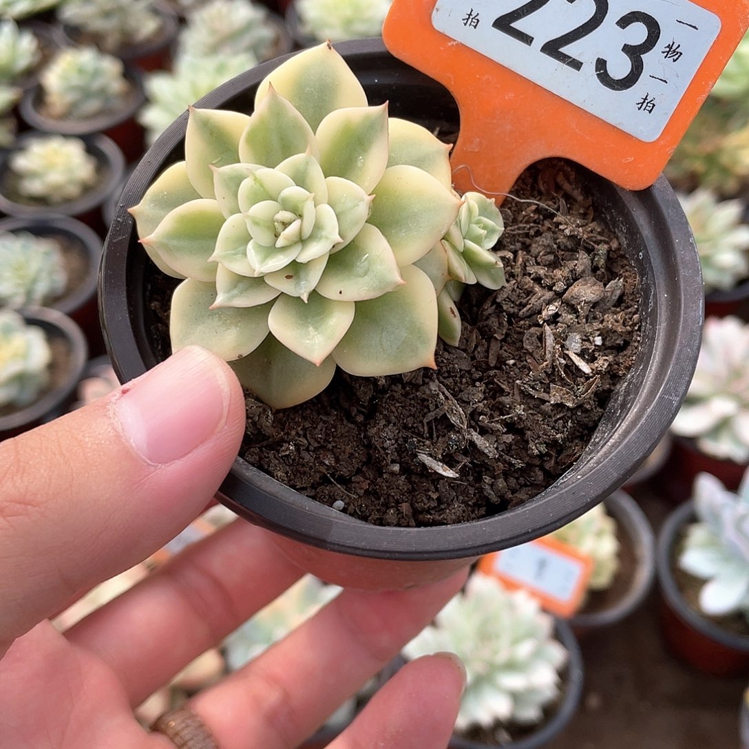 牡丹223号多肉植物盆栽